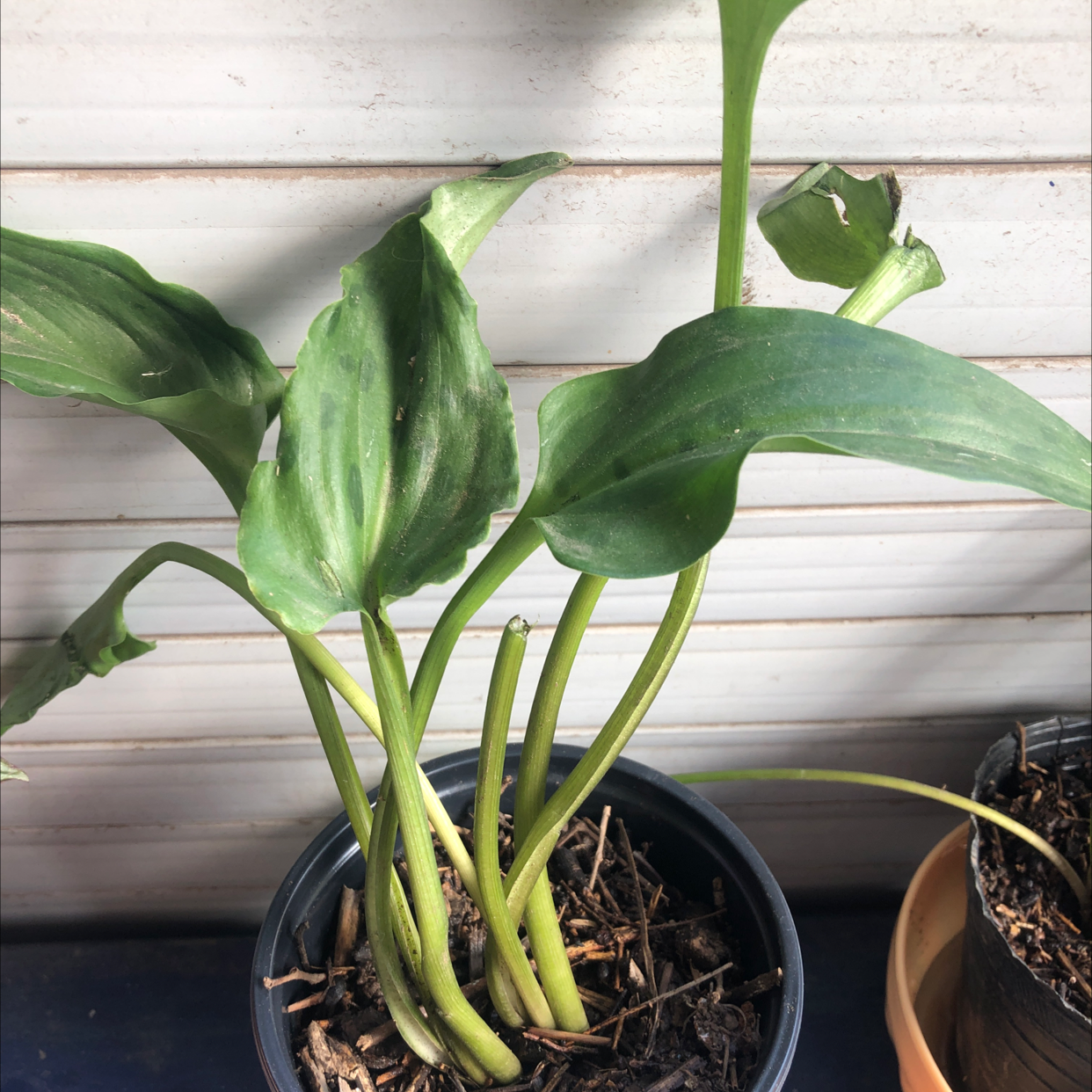 Potted Little White Soldiers plant with green leaves and visible soil.