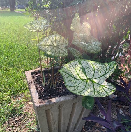 Photo of the plant species caladium aaron by Wetknee named Titty sweat on Greg, the plant care app