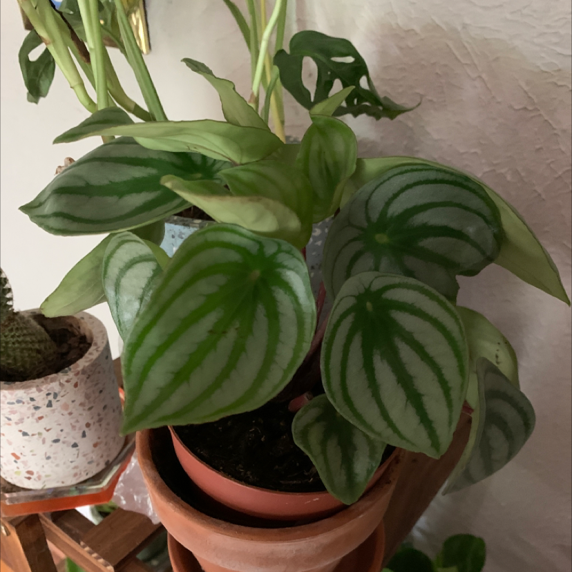 Healthy Watermelon Peperomia plant with green and silver-striped leaves in a pot.