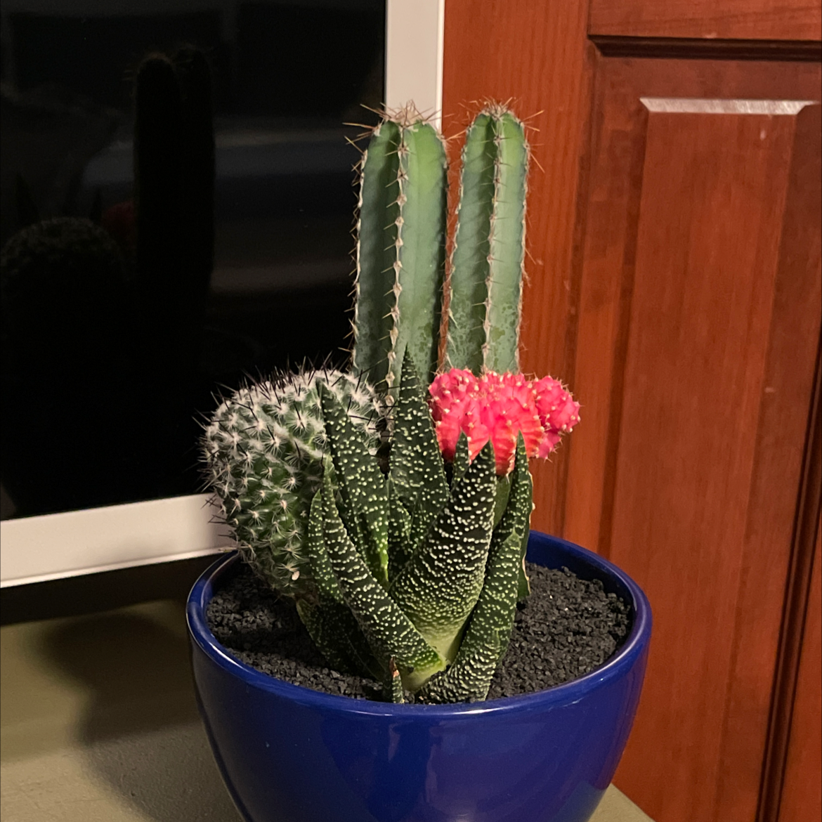 Healthy Simpson Hedgehog Cactus with four tall stems covered in white spines and a bright pink flower blooming at the top of one stem.