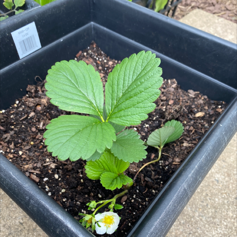 California Strawberry plant in a black pot with green leaves and a single white flower.