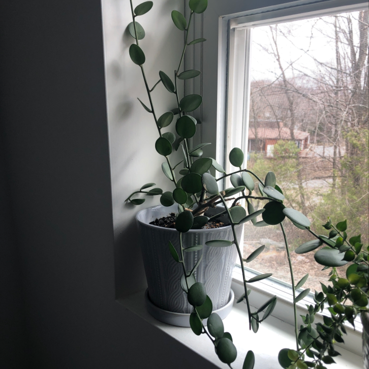 String of Nickels plant on a windowsill in a white pot, appearing healthy.