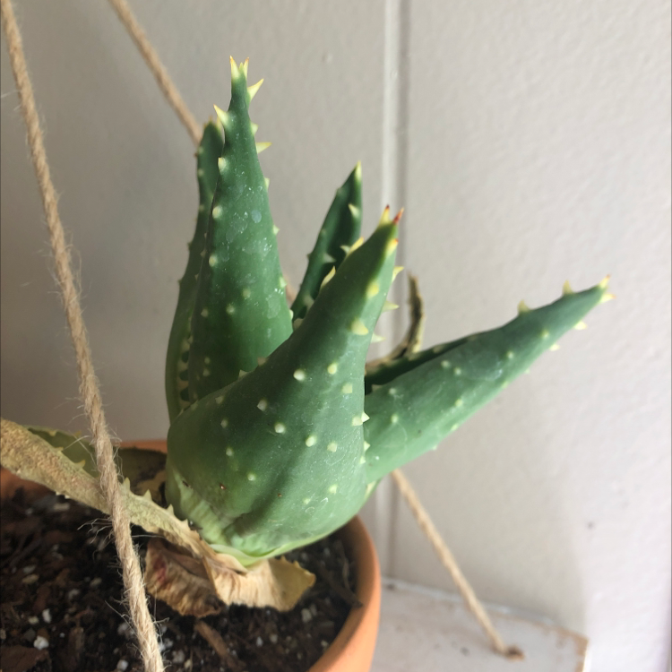 Short-Leaved Aloe plant in a pot with visible soil, appearing healthy.