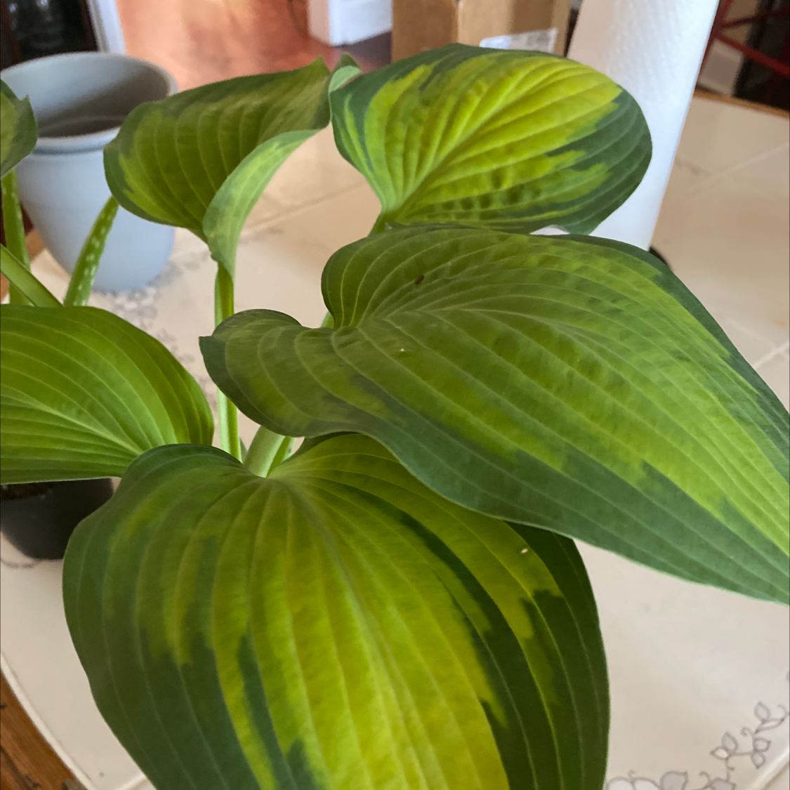 Siebold's Plantain Lily with broad, green leaves showing some yellowing, placed on a table indoors.