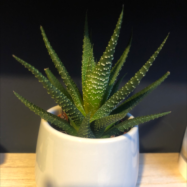 Zebra Plant plant photo by Adam named Archilles on Greg, the plant care app.
