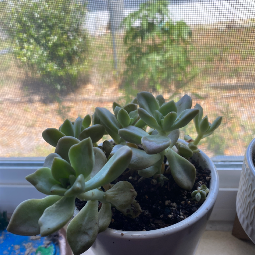 Graptopetalum succulent in a white pot on a windowsill with visible soil.