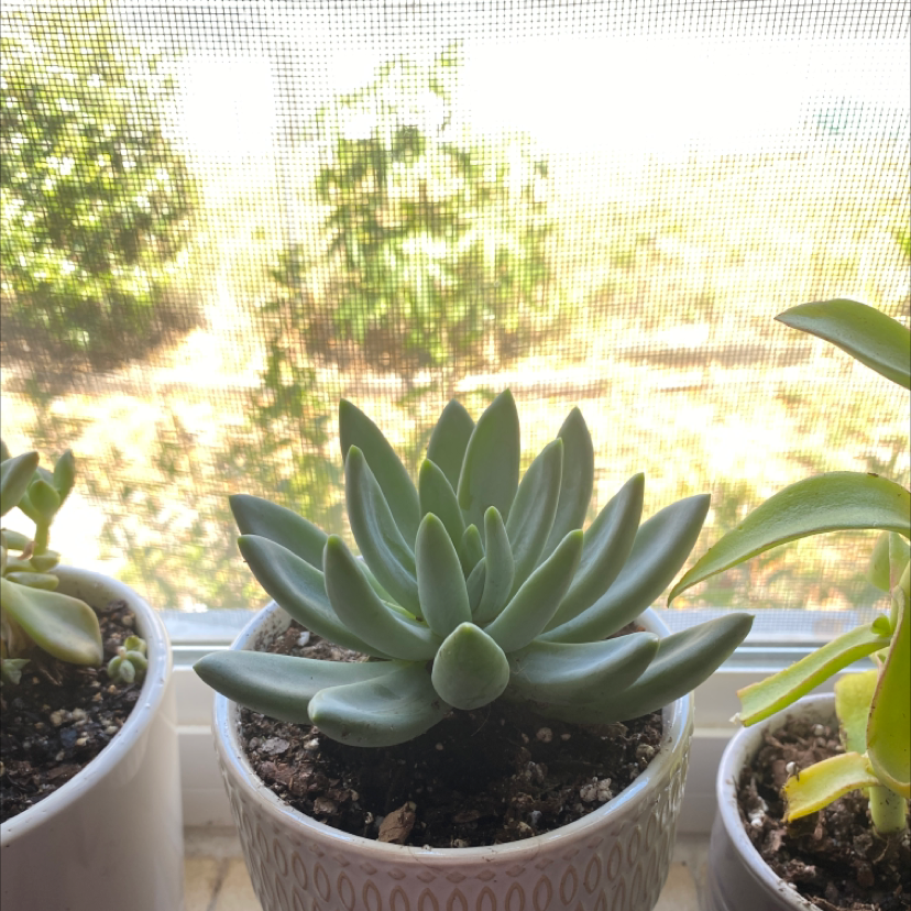 Pachyphytum hookeri succulent in a pot on a windowsill with outdoor greenery in the background.