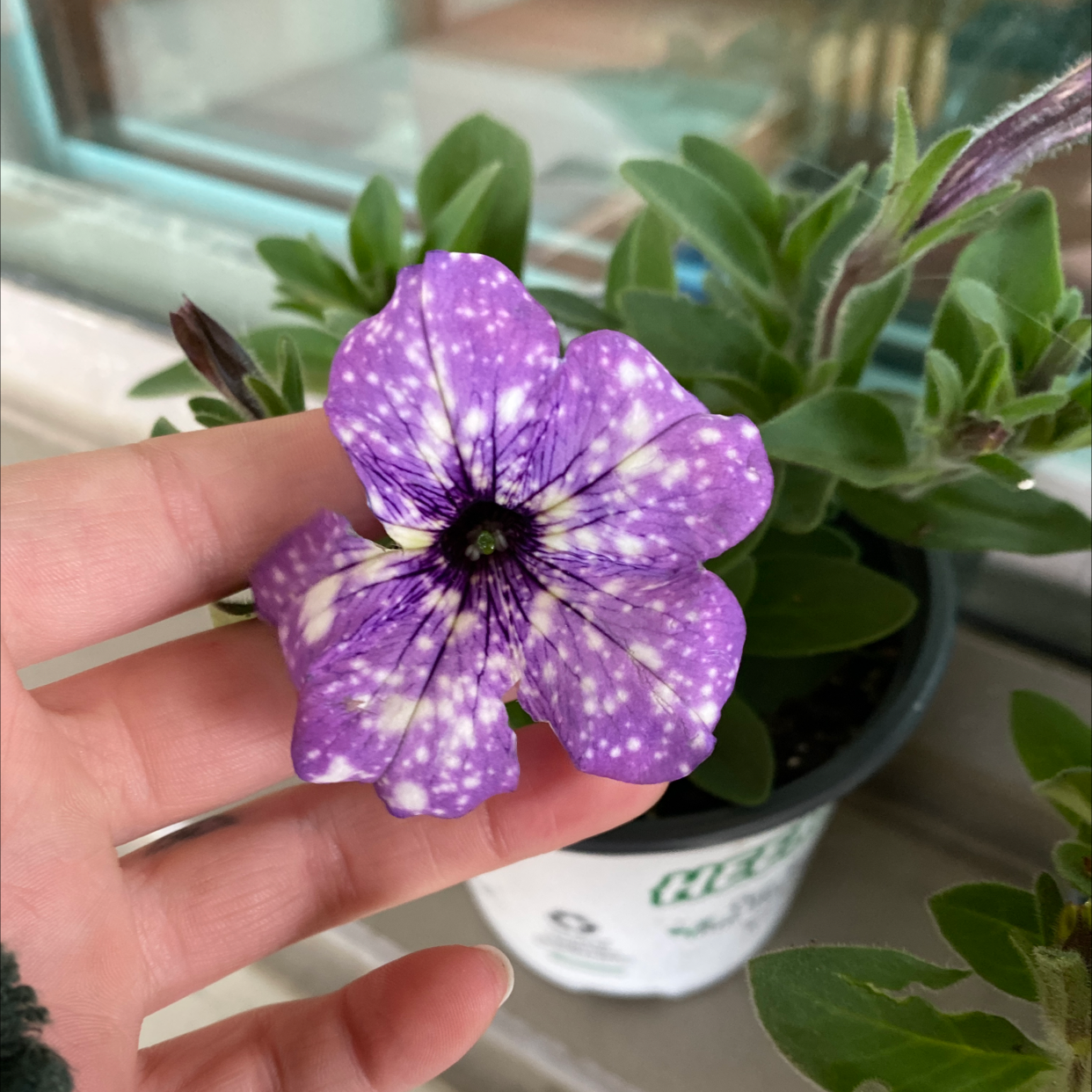 Night Sky Petunia with a prominent purple flower featuring white speckles, held by a hand.
