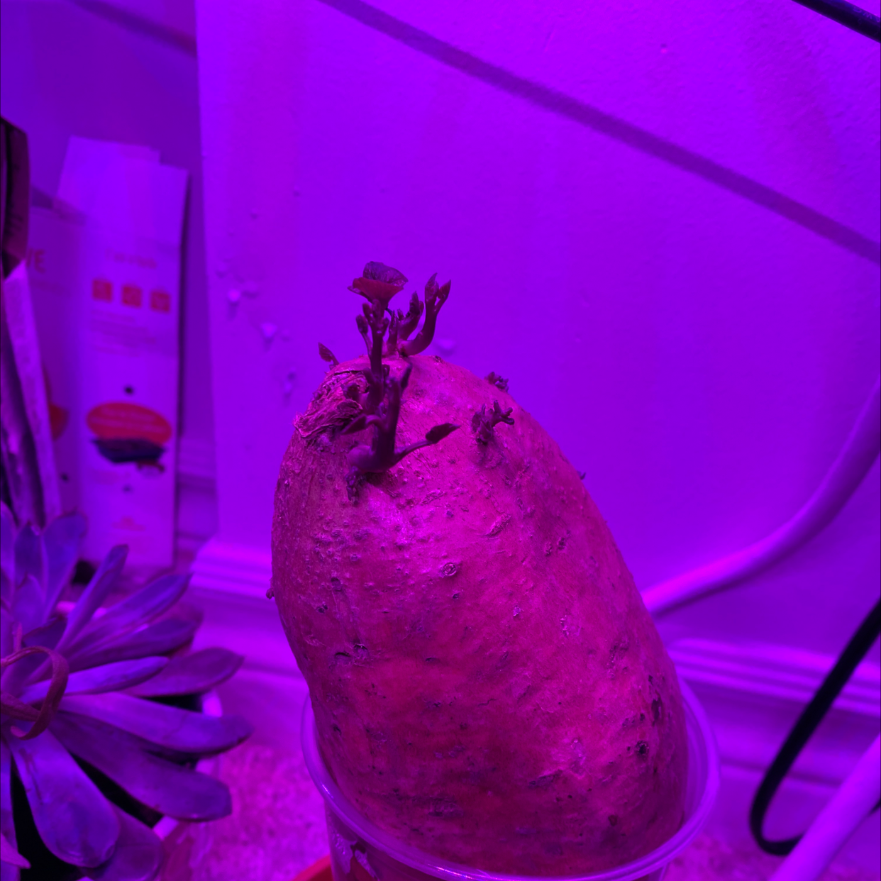 Close up of a healthy sweet potato plant with dark green leaves and a developing reddish-brown tuber under purple light.