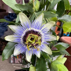 Bluecrown Passionflower plant
