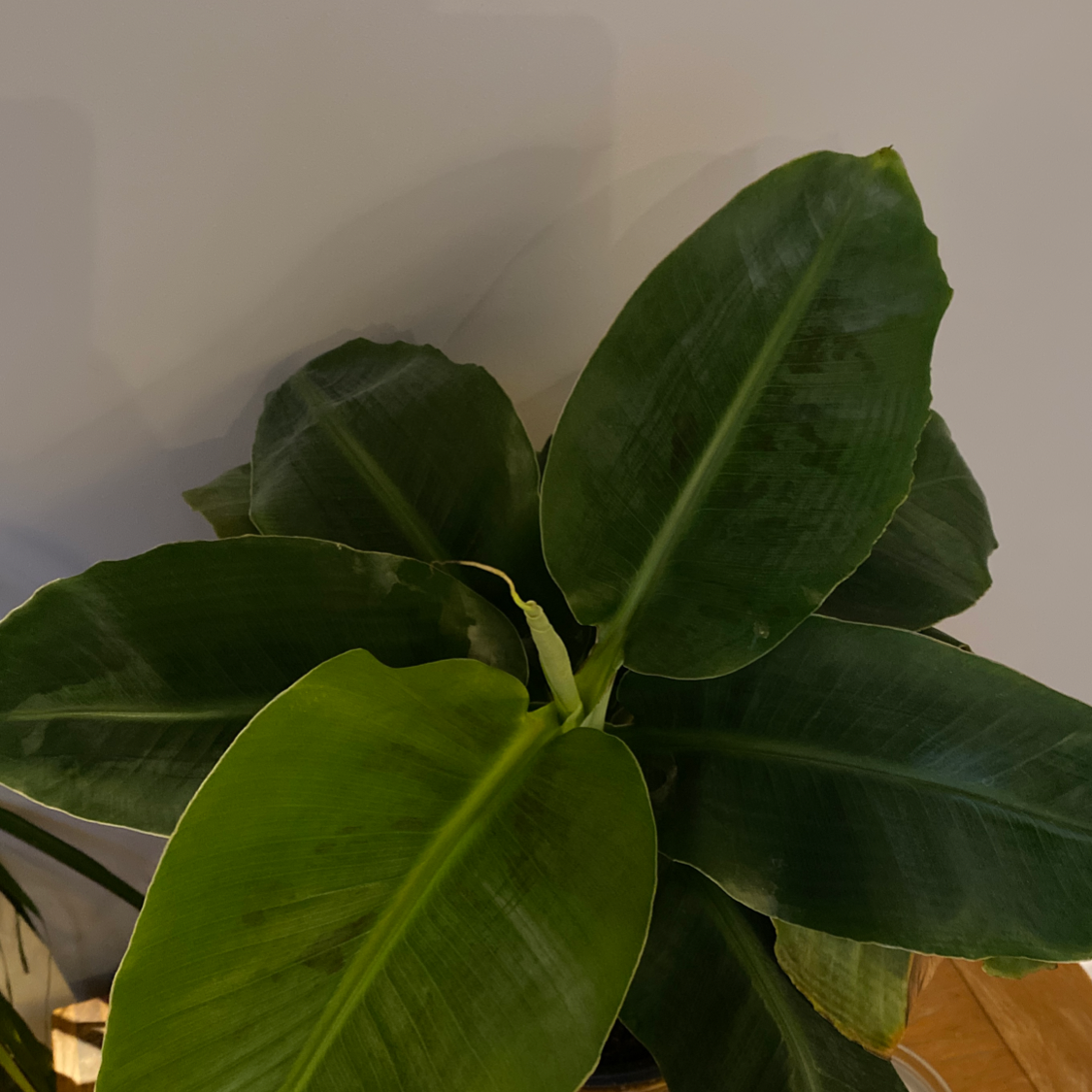 Healthy banana plant with large green leaves.