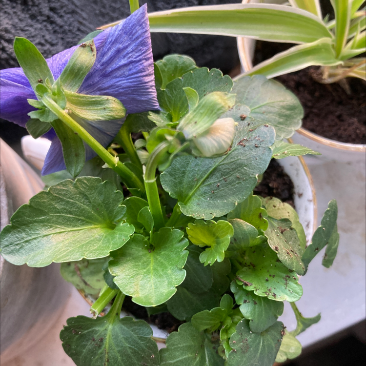 Wild Pansy plant with green leaves and a purple flower. Another plant in the background.
