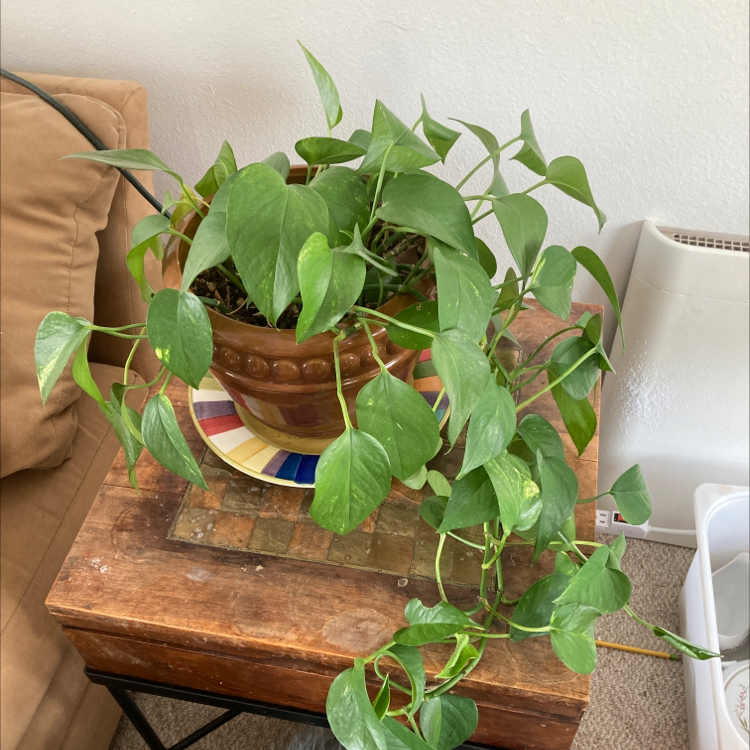Jade Pothos plant photo by @84frogsinatrenchcoat named Fred Plant on Greg, the plant care app.