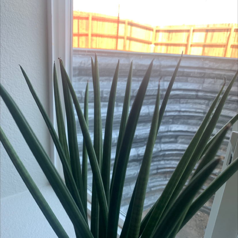 Cylindrical Snake Plant plant photo by Tatiana named Nemo sansiervia on Greg, the plant care app.