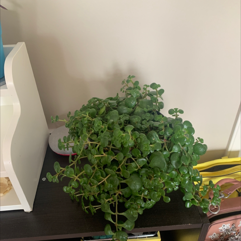 Photo of the plant species Japanese stonecrop by @a_mann7 named Kanye on Greg, the plant care app