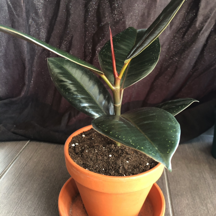 Rubber Plant plant photo by @Silenfox named Lilith on Greg, the plant care app.