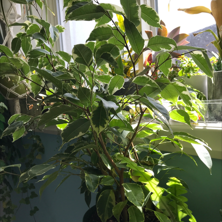 Weeping Fig plant photo by Jordan named Nicholas on Greg, the plant care app.