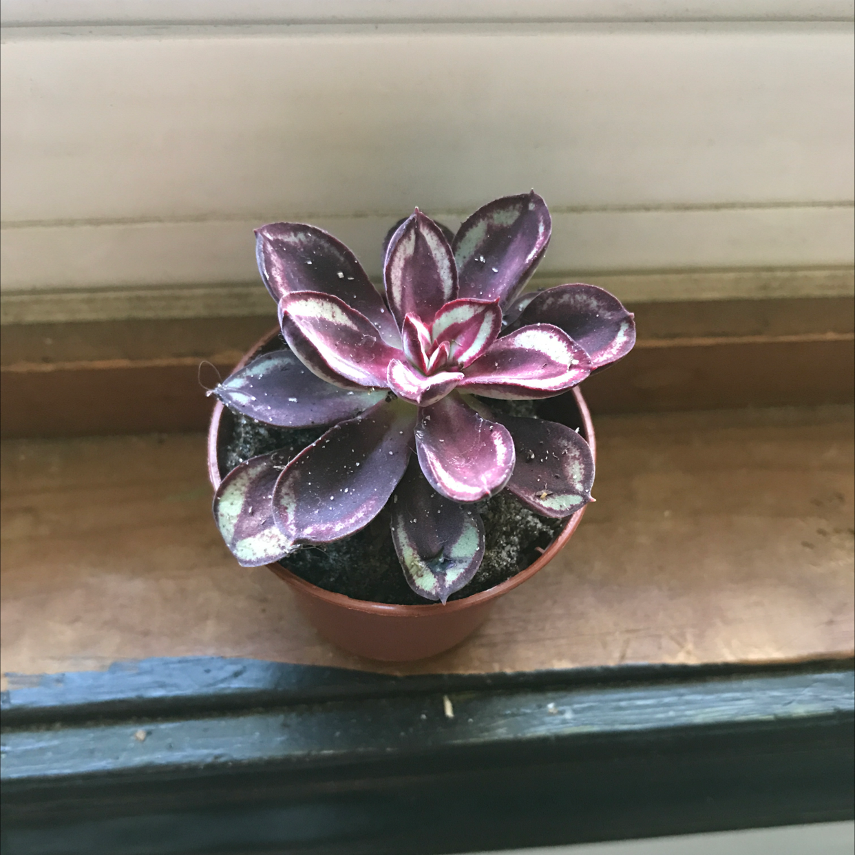 Photo of the plant species Painted Echeveria by Corrin named Baby on Greg, the plant care app