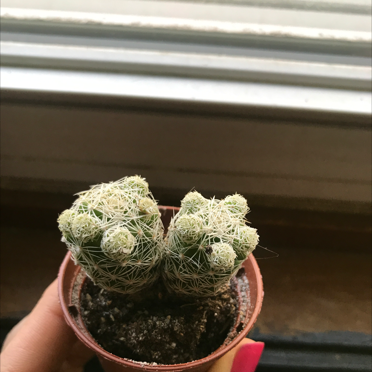 Healthy lace hedgehog cactus with dense white spines held in a person's hand in front of a window.