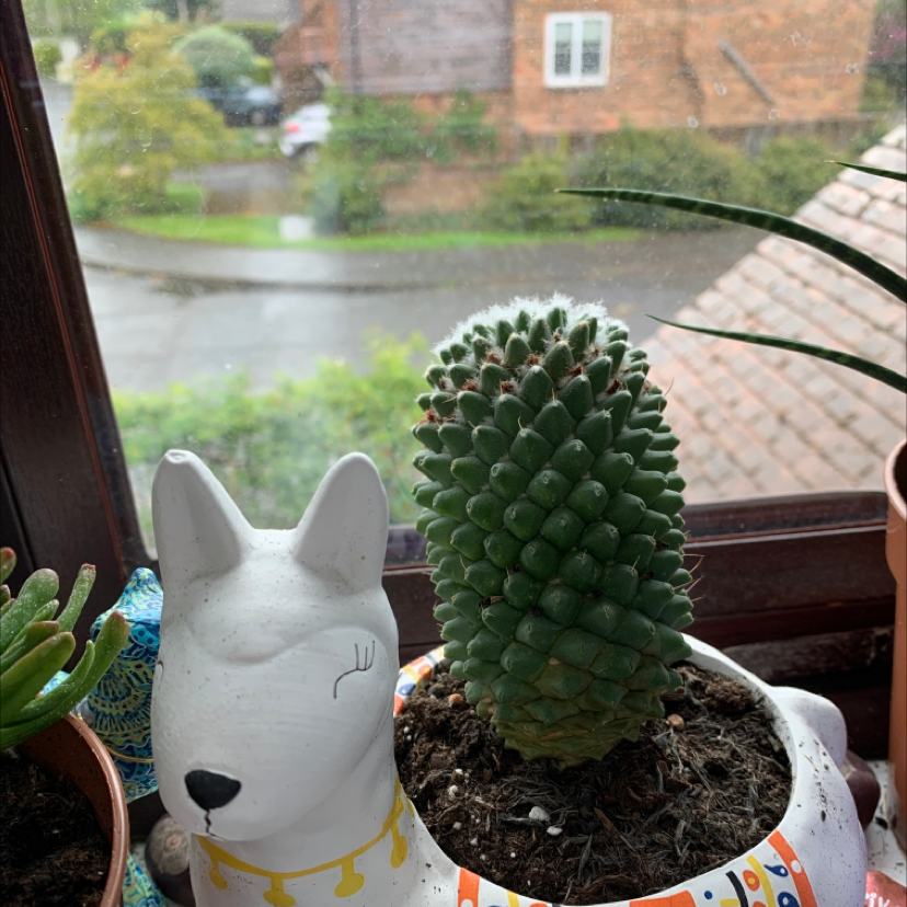 Potted Mammillaria Haageana on a windowsill with visible soil and no signs of discoloration.