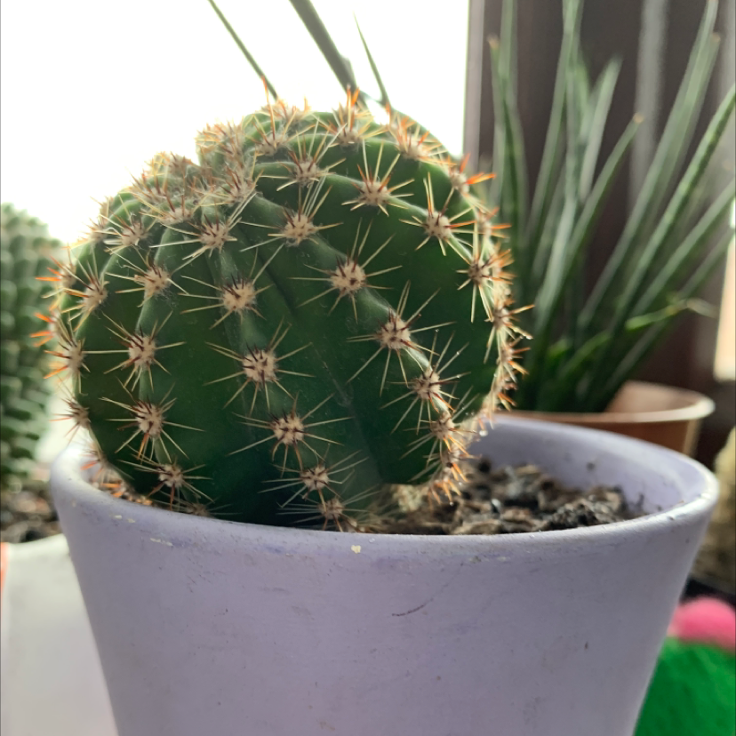 Balloon Cactus in a pot, healthy with no visible signs of disease.
