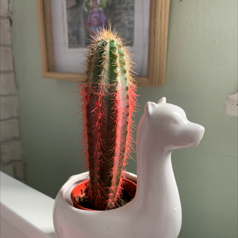 Photo of the plant species Engelmann's Hedgehog Cactus by @Sophtrubz named Tyson on Greg, the plant care app