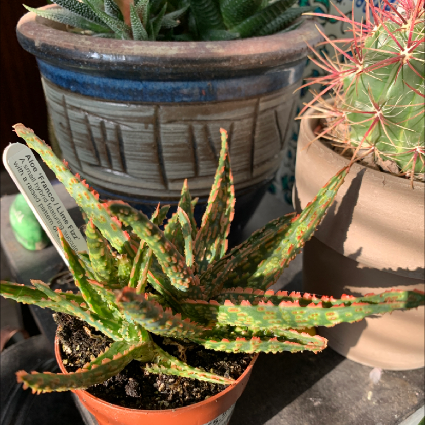 Photo of the plant species Aloe 'Lime Fizz' by @Sophtrubz named Sprite on Greg, the plant care app