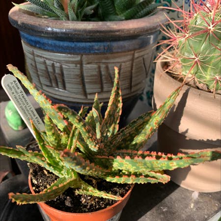 Photo of the plant species Aloe 'Lime Fizz' by Sophtrubz named Sprite on Greg, the plant care app