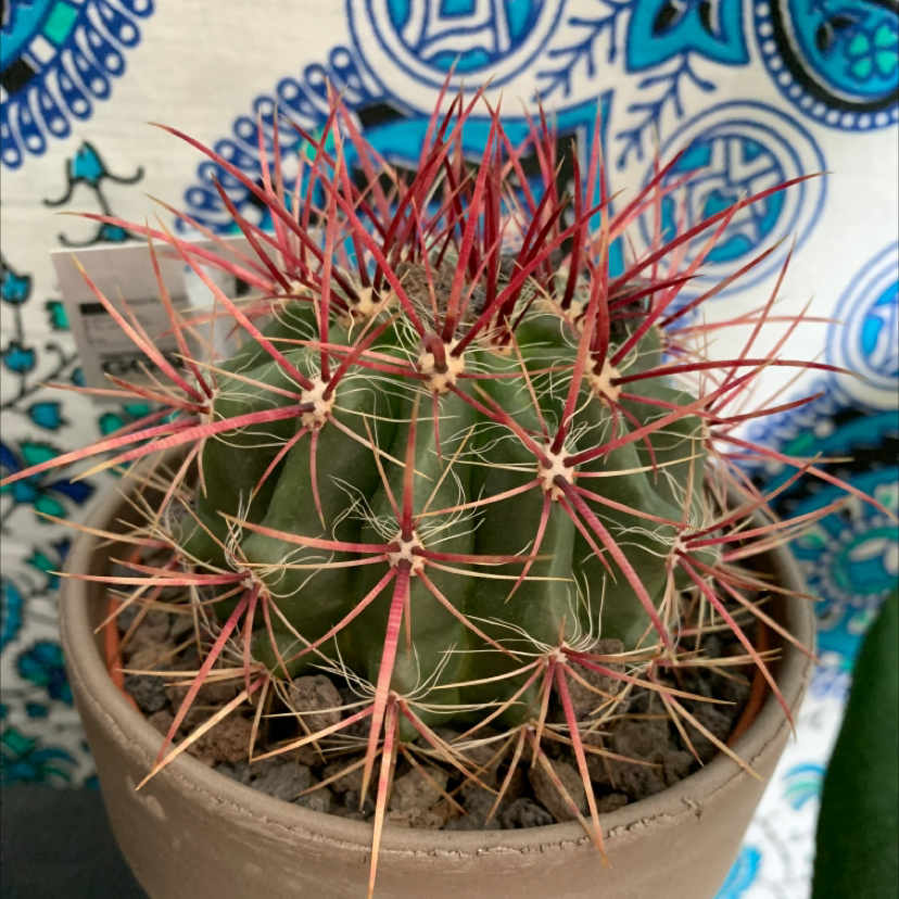 Photo of the plant species Devil's Tongue Barrel Cactus by @Sophtrubz named Olive on Greg, the plant care app