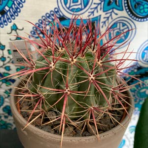 Devil's Tongue Barrel Cactus plant photo by @Sophtrubz named Olive on Greg, the plant care app.