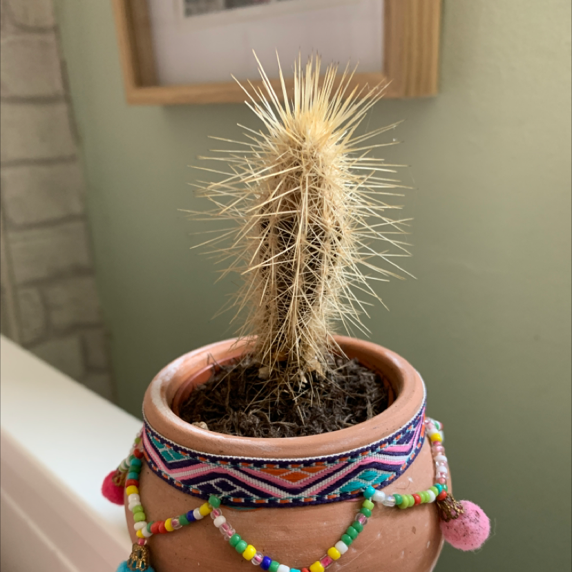 Photo of the plant species Bergerocactus Emoryi by @Sophtrubz named Joanna lumley on Greg, the plant care app