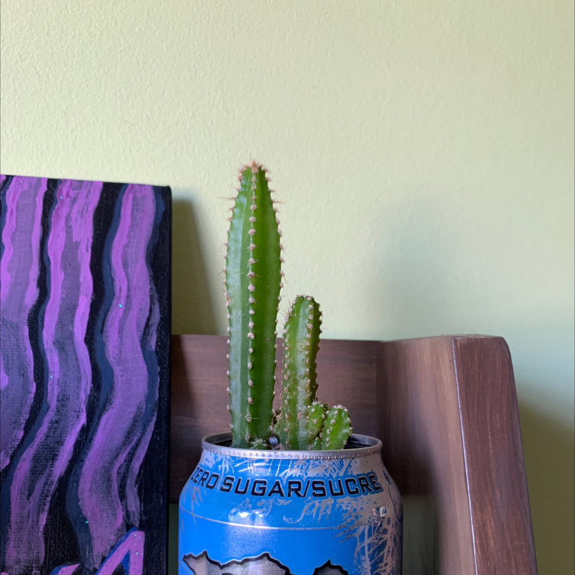Fairy Castle Cactus planted in a repurposed soda can, appears healthy.
