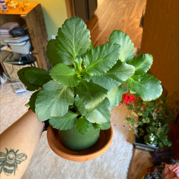 Healthy, thriving Florist Kalanchoe houseplant with vibrant green leaves and a single red flower, in a small brown pot on a wood table.