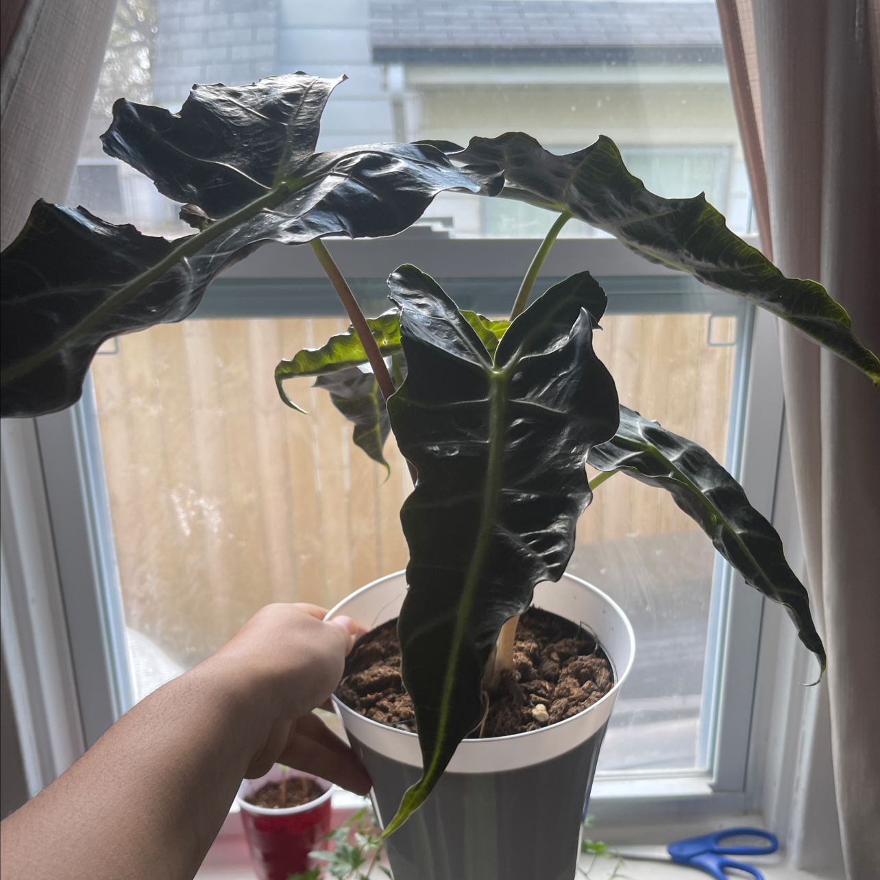 Arrowleaf Elephant Ear plant in a pot near a window, held by a hand.