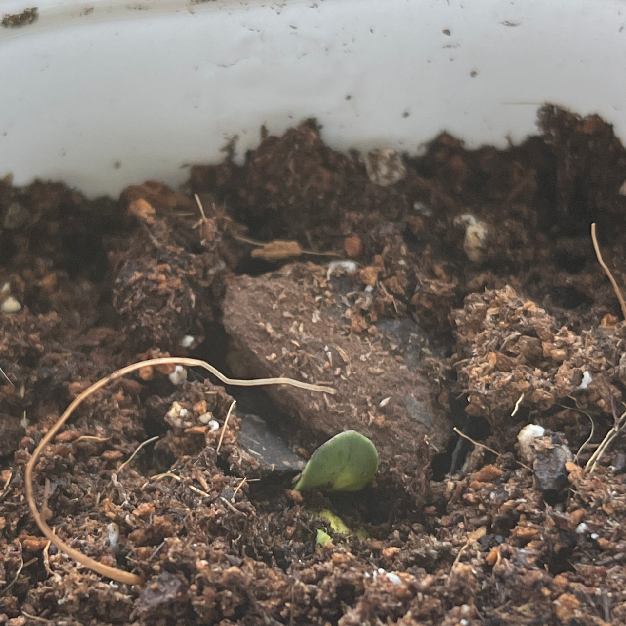 Photo of the plant species Jua Maya Sunflower by @Arsonmei named Lucky🍀 on Greg, the plant care app