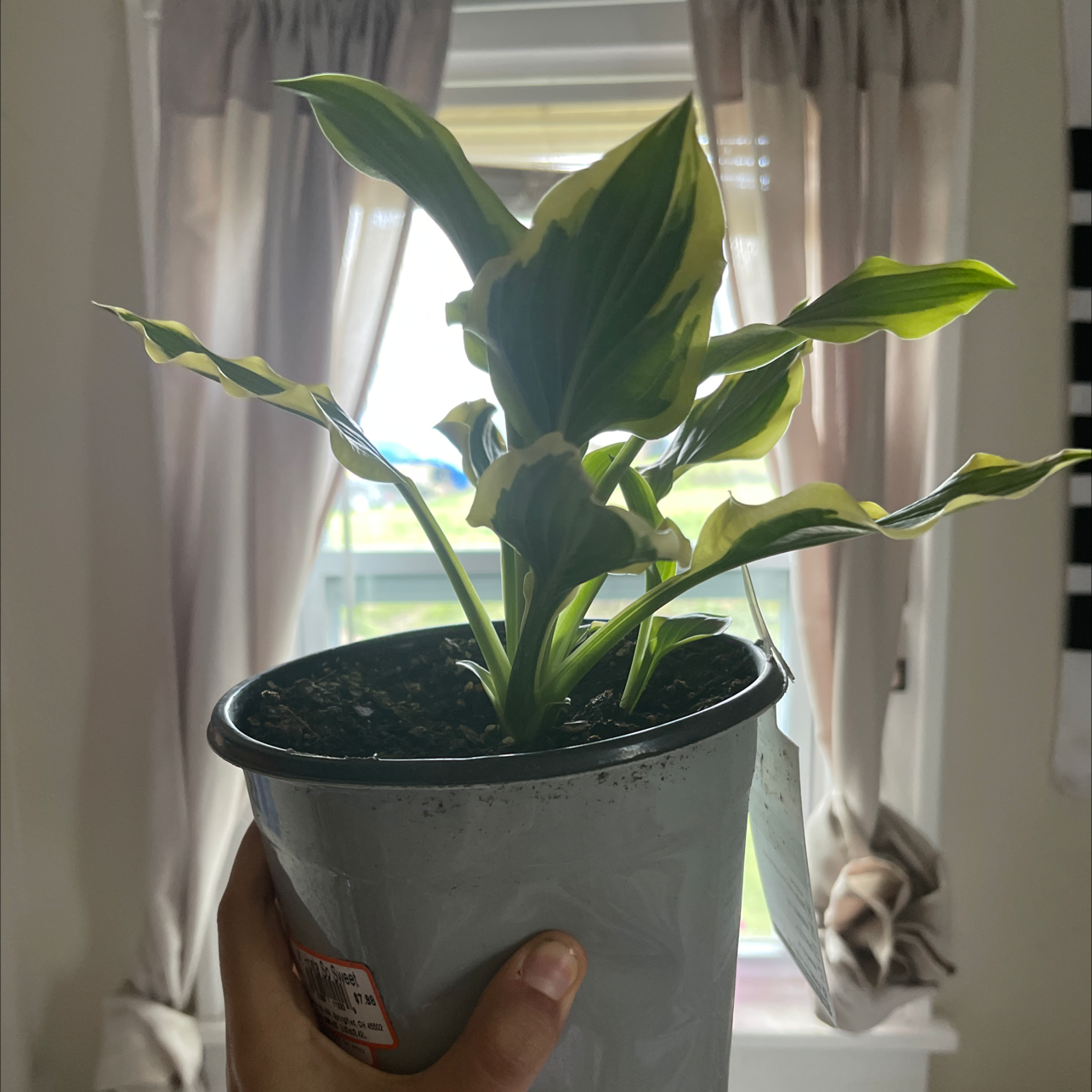 Potted Siebold's Plantain Lily with variegated leaves held by a hand near a window.