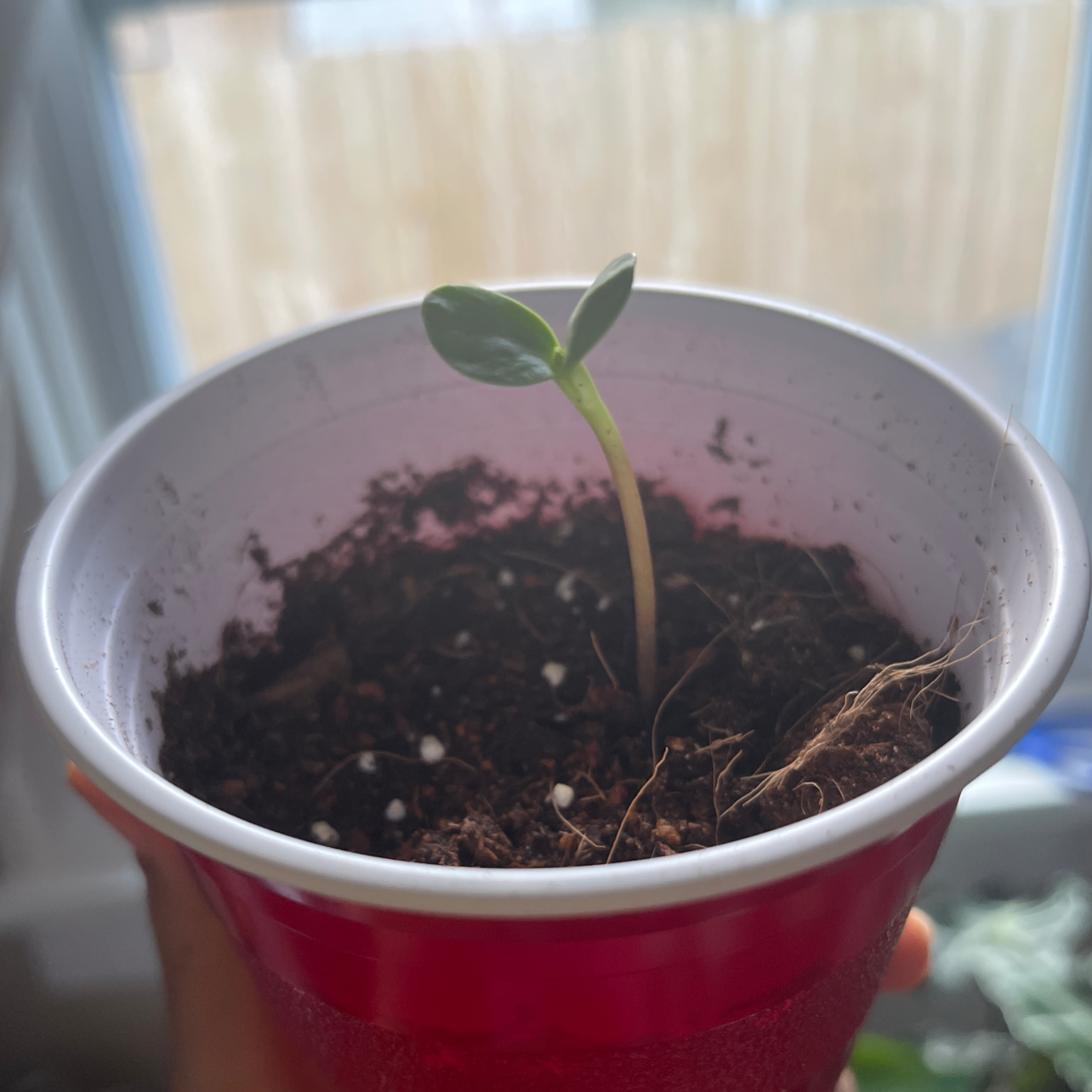 Photo of the plant species Jua Maya Sunflower by @Arsonmei named Honey🍯🐝 on Greg, the plant care app