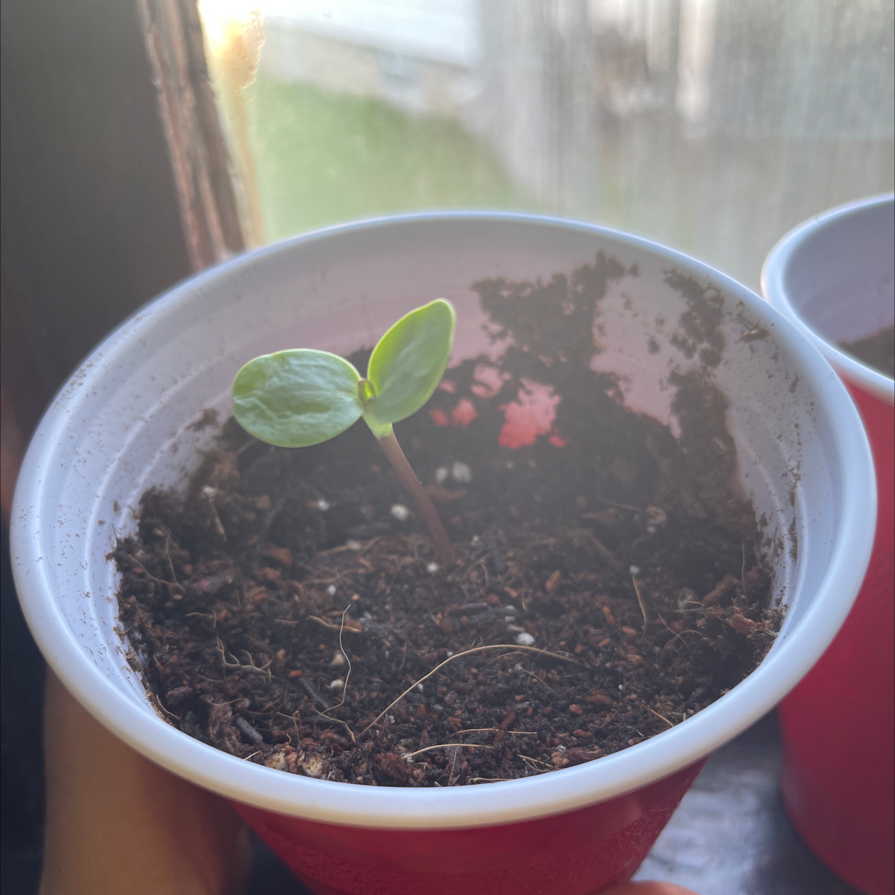 Photo of the plant species Jua Maya Sunflower by @Arsonmei named Citris🍋 on Greg, the plant care app