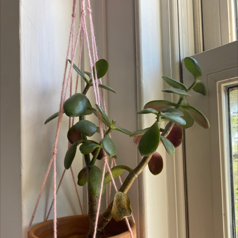 Lucky Plant plant photo by @Jimmy named Jeremiah on Greg, the plant care app.