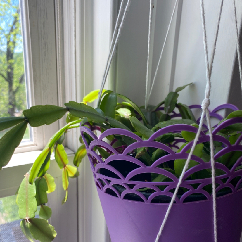 Easter Cactus plant photo by @Jimmy named Guinevere￼ on Greg, the plant care app.