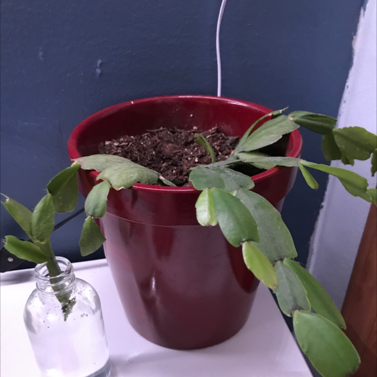 False Christmas Cactus plant photo by @oedekoven06 named Marley on Greg, the plant care app.