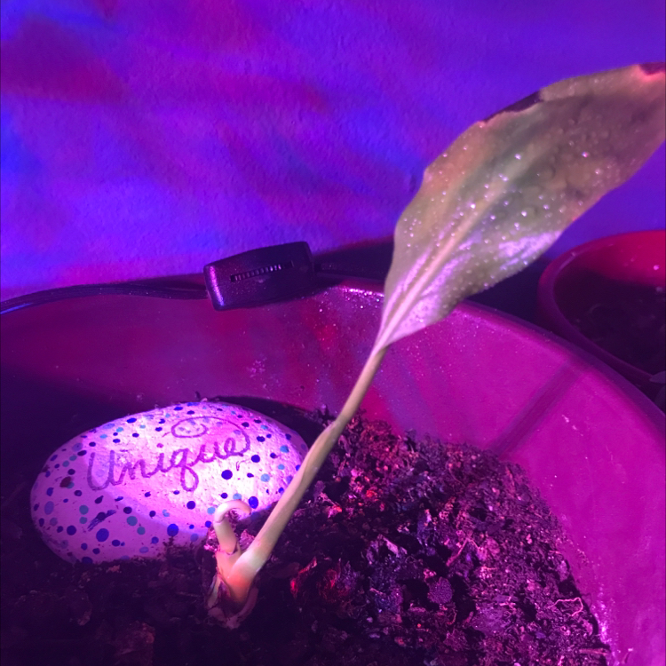 Peace Lily plant photo by @oedekoven06 named Mollie on Greg, the plant care app.