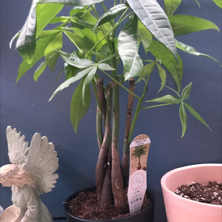 Money Tree plant photo by @oedekoven06 named Eva on Greg, the plant care app.