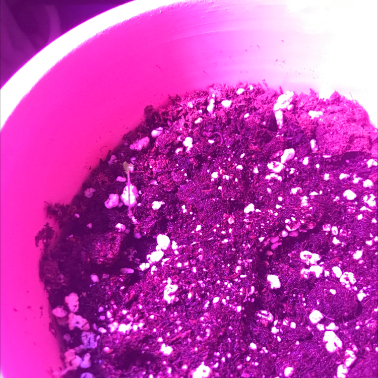 English Lavender plant photo by @oedekoven06 named Maya on Greg, the plant care app.