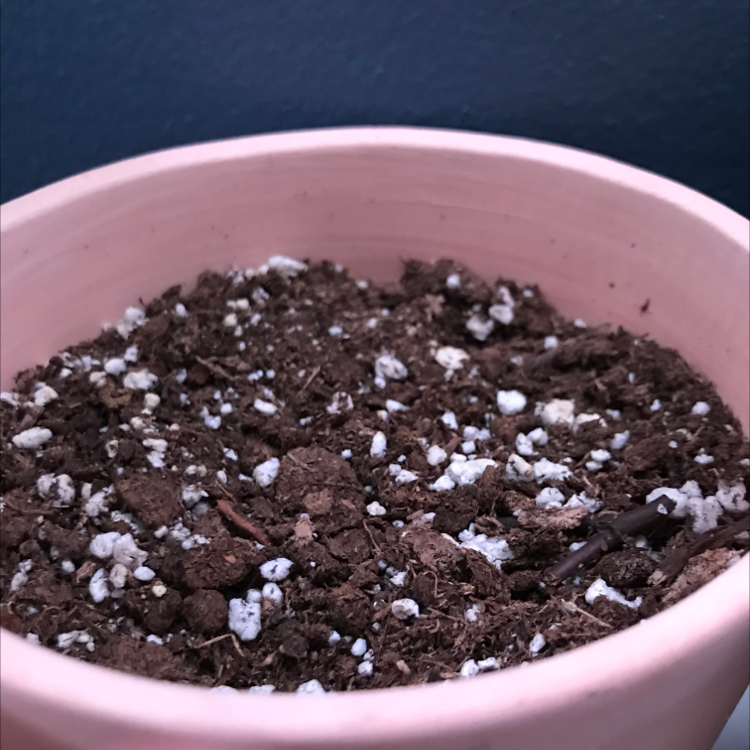 Spearmint plant photo by @oedekoven06 named Gregarious on Greg, the plant care app.