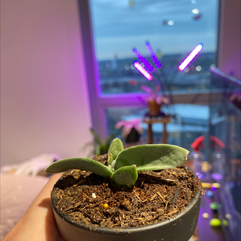 Propeller Plant in a pot held by a hand, with visible soil and background lighting.