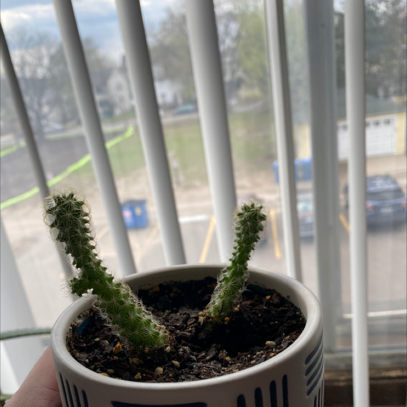 Potted Peanut Cactus with two stems near a window, soil visible.