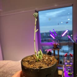 Beautiful Graptopetalum plant