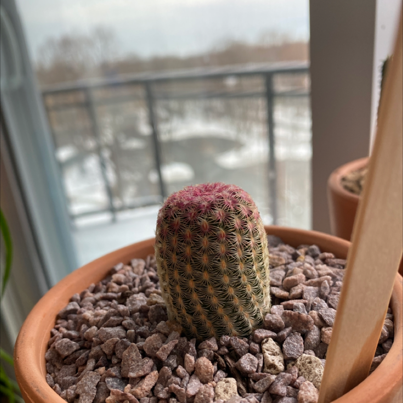 Arizona Rainbow Cactus in a pot with rocky soil, reddish top and green body.