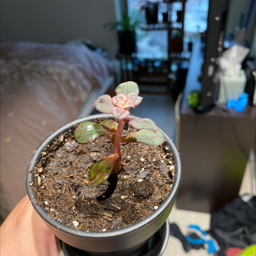 Painted Echeveria plant in a pot with visible soil and some leaf discoloration.
